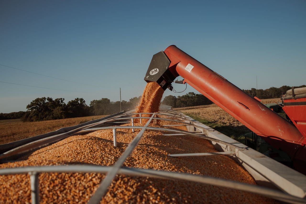 The Art of Drawing Readers In: Your attractive post title goes here Corn harvesting using a grain auger in a sunny field to efficiently transfer grain.